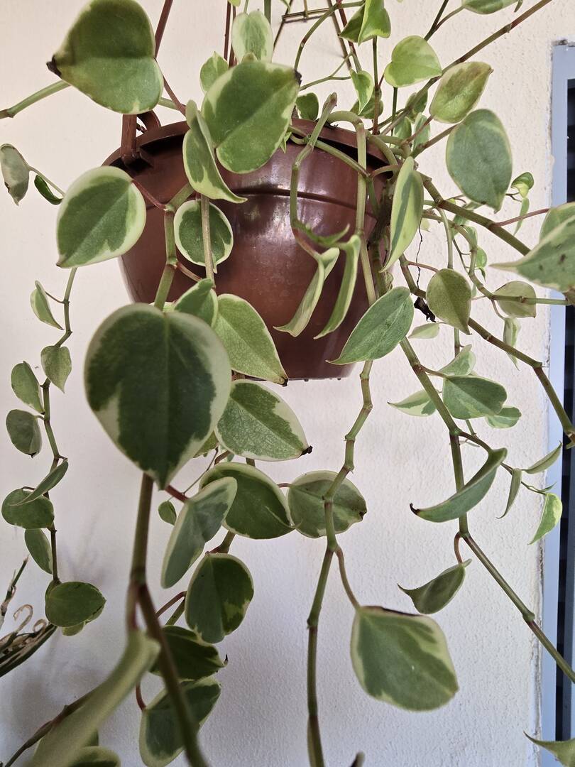 #96 - Casa para Venda em Araraquara - SP